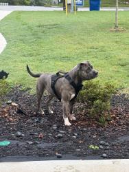 Found/Stray Male Dog last seen Near Lisa dr sw, Atlanta, GA 30311