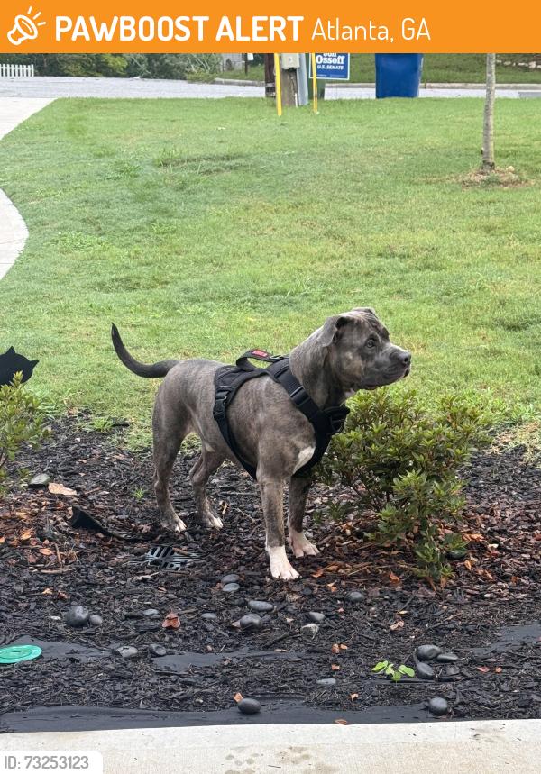 Found/Stray Male Dog last seen Near Lisa dr sw, Atlanta, GA 30311