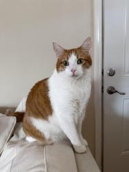 Reunited Male Cat last seen Charles st, Sunnyvale, CA 94086