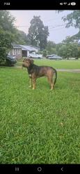 Found/Stray Male Dog last seen Jimmy Carter Blvd, Norcross, GA 30071