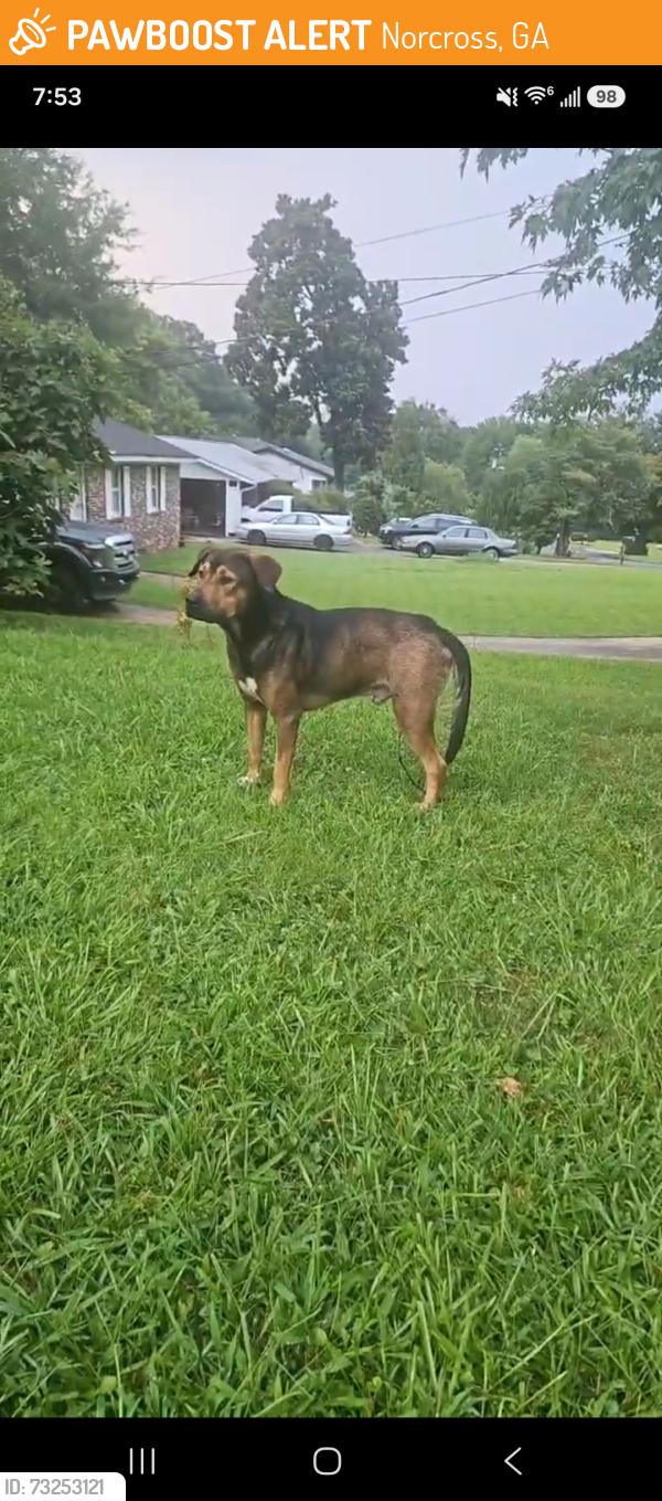 Found/Stray Male Dog last seen Jimmy Carter Blvd, Norcross, GA 30071