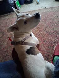 Lost Male Dog last seen Jay dee drive, winston salem, Winston-Salem, NC 27107