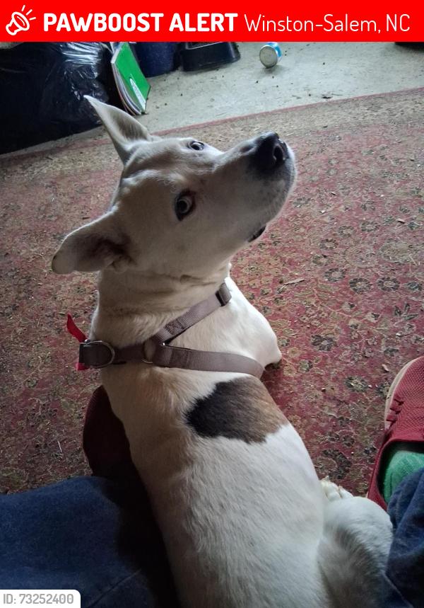 Lost Male Dog last seen Jay dee drive, winston salem, Winston-Salem, NC 27107