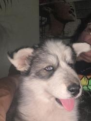 Reunited Female Dog last seen Long Valley and Green Valley, Cheyenne, WY 82001