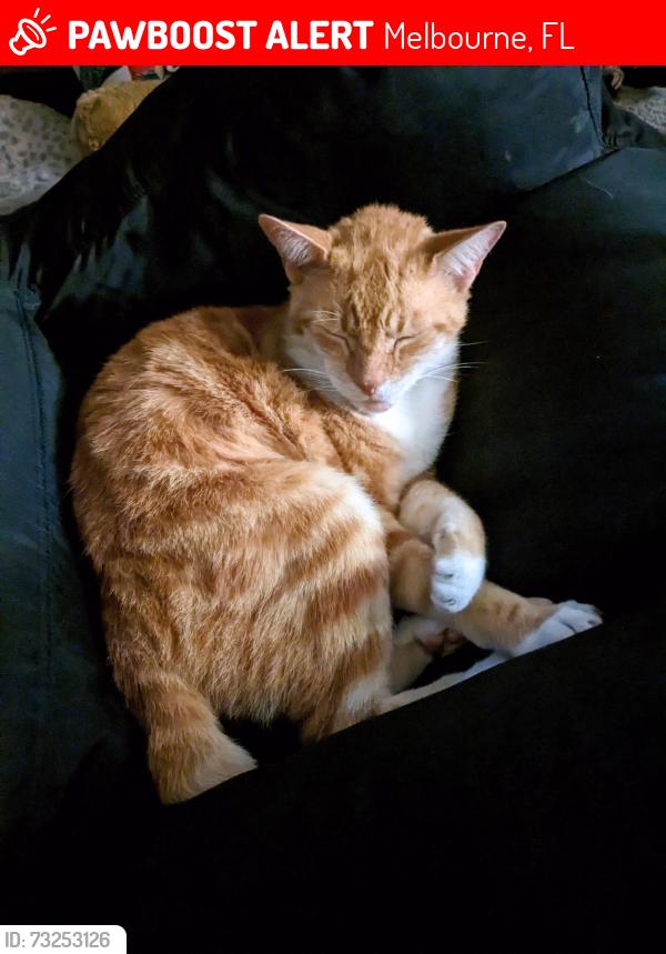 Lost Male Cat last seen Breeze Lane Melbourne Florida, Melbourne, FL 32935