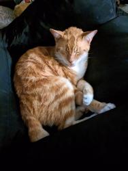 Lost Male Cat last seen Breeze Lane Melbourne Florida, Melbourne, FL 32935