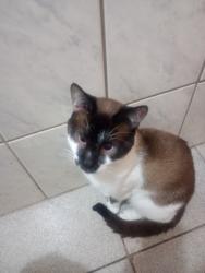 Lost Male Cat last seen Rua 5, Jardim Monteiro da Cruz, Jardim Monteiro da Cruz (Vicente de Carvalho), SP 