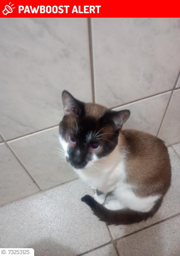 Lost Male Cat last seen Rua 5, Jardim Monteiro da Cruz, Jardim Monteiro da Cruz (Vicente de Carvalho), SP 