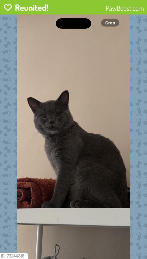 Reunited Male Cat last seen Birdcage park, Clifton, England BS8 1AE