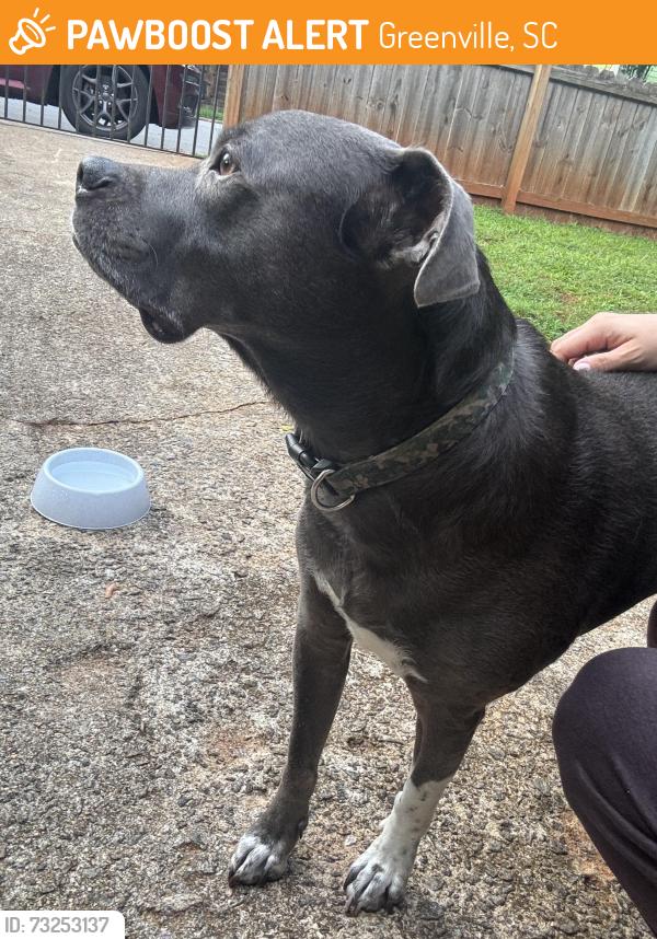 Found/Stray Male Dog last seen Paris view and Hillcrest dr, Greenville, SC 29609