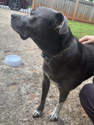 Found/Stray Male Dog last seen Paris view and Hillcrest dr, Greenville, SC 29609