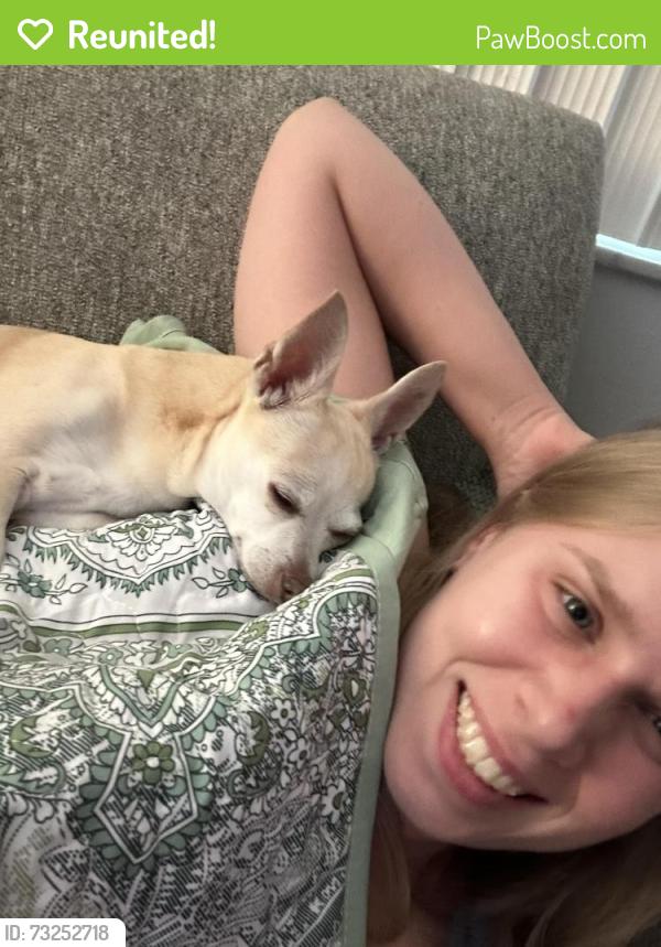 Reunited Female Dog last seen Village on the green in Clearwater Main Street in Belcher, Clearwater, FL 33763