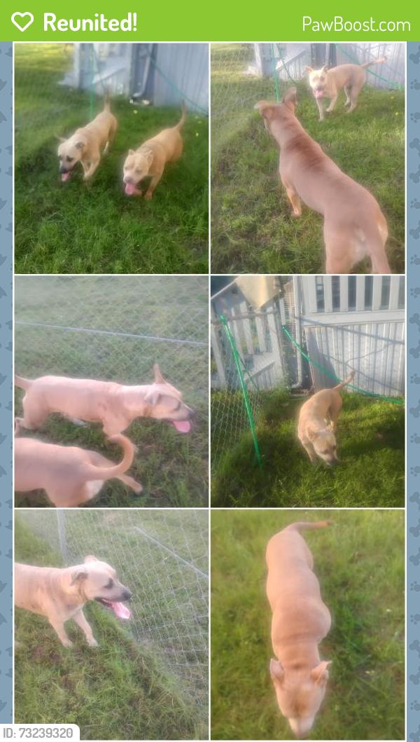 Reunited Female Dog last seen Oklahoma street, Johnson County, TX 76058