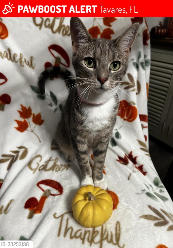 Lost Female Cat last seen Old HWY 441, Tavares, FL 32778
