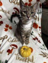 Lost Female Cat last seen Old HWY 441, Tavares, FL 32778