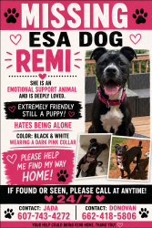 Lost Female Dog last seen Thompson Road and Berry rd, Pheba, MS 39755