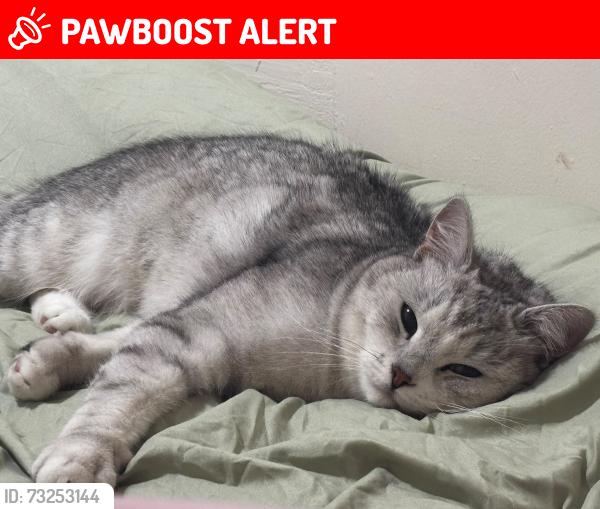 Lost Male Cat last seen Nursery, Thornton Lodge, England 