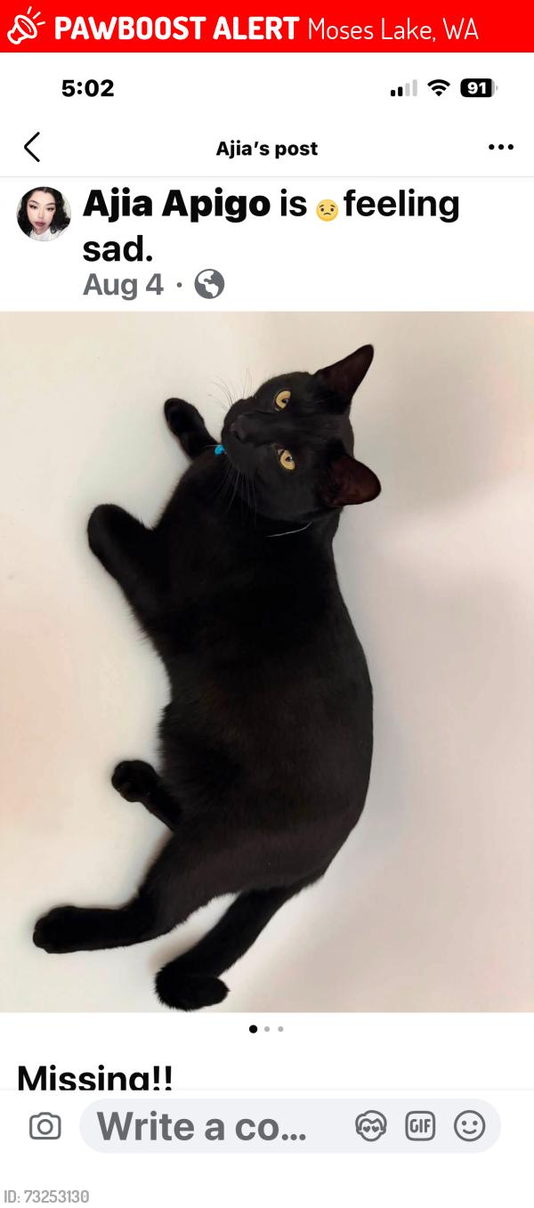 Lost Male Cat last seen Daily Dr and Larson Heights grade school, Moses Lake, WA 98837