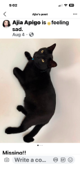 Lost Male Cat last seen Daily Dr and Larson Heights grade school, Moses Lake, WA 98837