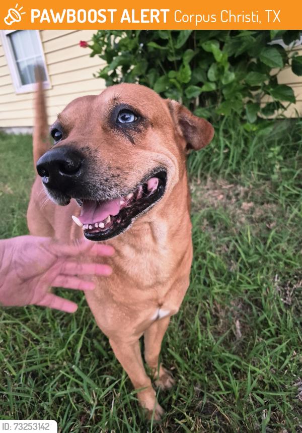 Found/Stray Unknown Dog last seen Larkspur., between gohillar and garden st, Corpus Christi, TX 78416