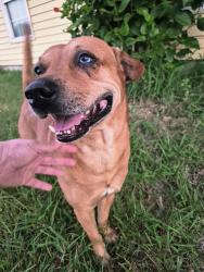 Found/Stray Unknown Dog last seen Larkspur., between gohillar and garden st, Corpus Christi, TX 78416