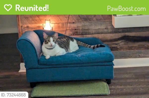 Reunited Male Cat last seen Pinegrove Ave, Jupiter, FL 33458