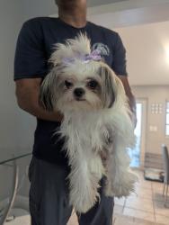 Lost Female Dog last seen Hialeah fl, Hialeah, FL 33013