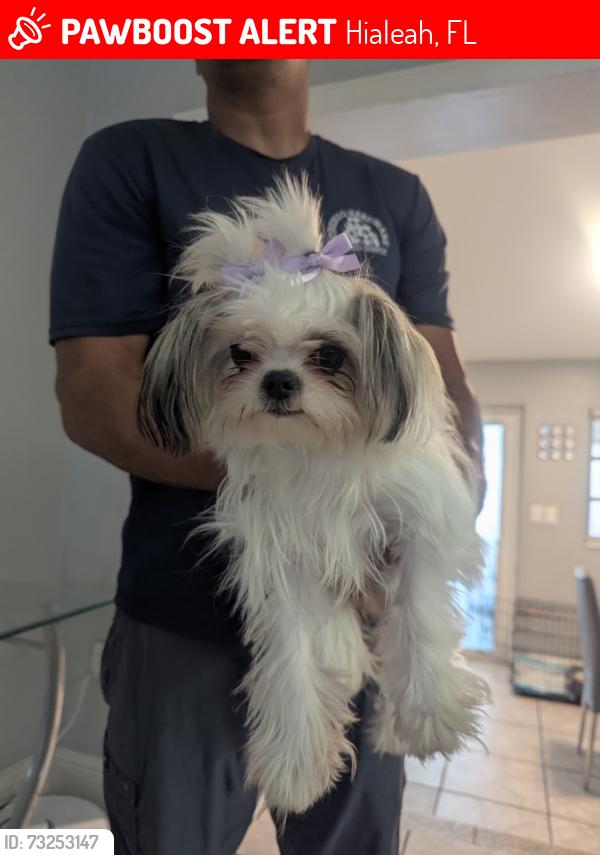 Lost Female Dog last seen Hialeah fl, Hialeah, FL 33013