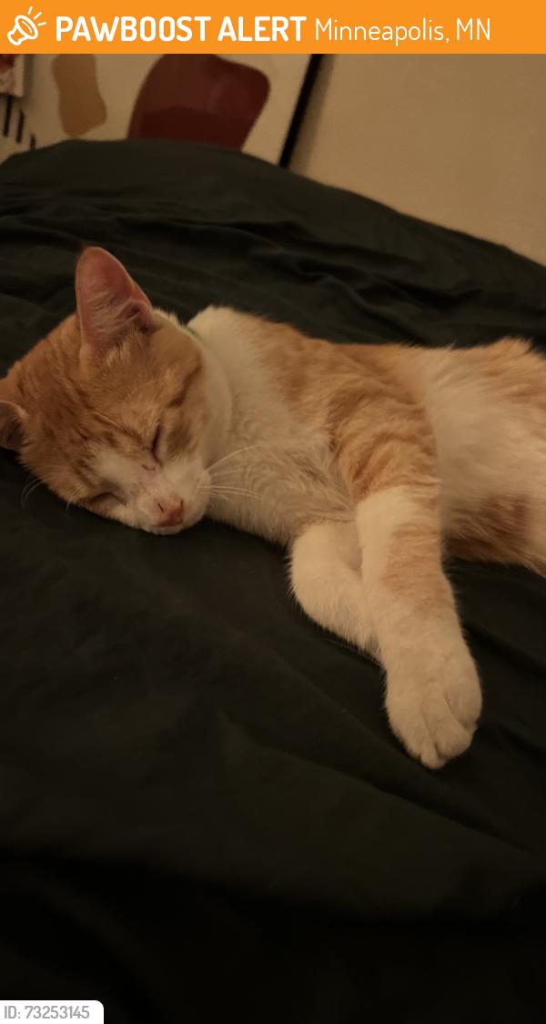 Found/Stray Male Cat last seen N 12th St & N Sheridan Ave, Minneapolis, MN 55411