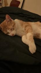 Found/Stray Male Cat last seen N 12th St & N Sheridan Ave, Minneapolis, MN 55411