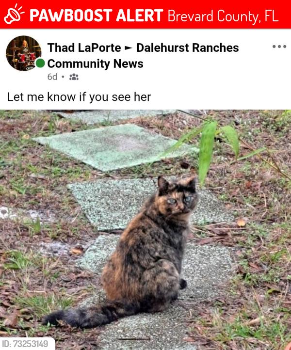 Lost Female Cat last seen Dale hurst ranchers, Brevard County, FL 32926