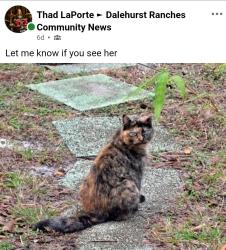 Lost Female Cat last seen Dale hurst ranchers, Brevard County, FL 32926