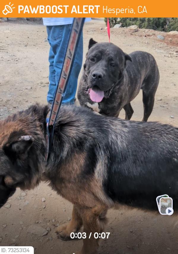 Found/Stray Unknown Dog last seen Primrose and eucalyptus Street, Hesperia, CA 92345