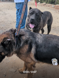 Found/Stray Unknown Dog last seen Primrose and eucalyptus Street, Hesperia, CA 92345