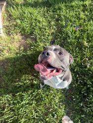 Found/Stray Male Dog last seen Near bay drive, New Smyrna Beach, FL 32168