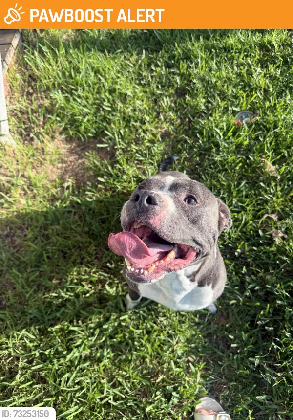 Found/Stray Male Dog last seen Near bay drive, New Smyrna Beach, FL 32168