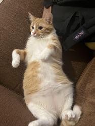 Lost Female Cat last seen Cicero Community Center, Cicero, IL 60804