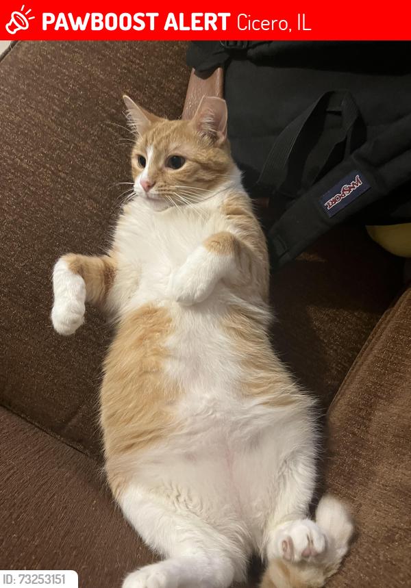 Lost Female Cat last seen Cicero Community Center, Cicero, IL 60804