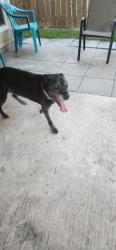 Reunited Female Dog last seen Franz and Mason by Williamsburg Colony, Harris County, TX 77449