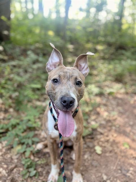 Shelter Stray Male Dog last seen CHARLOTTE, 8315 Byrum Dr, Charlotte, NC 28217, USA