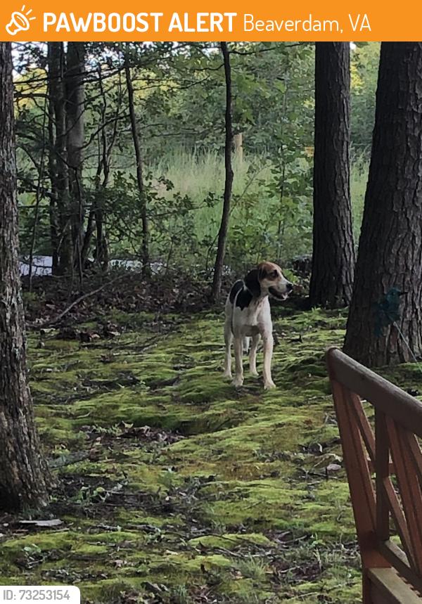 Found/Stray Unknown Dog last seen Closer to Partlow Road heading south on Mount Olive, Beaverdam, VA 23015