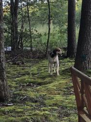 Found/Stray Unknown Dog last seen Closer to Partlow Road heading south on Mount Olive, Beaverdam, VA 23015