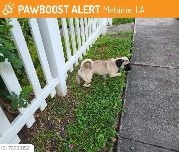 Found/Stray Unknown Dog last seen Center street/Houma Blvd, Metairie, LA 70001