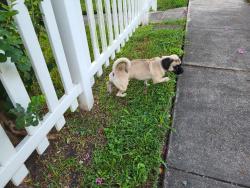 Found/Stray Unknown Dog last seen Center street/Houma Blvd, Metairie, LA 70001