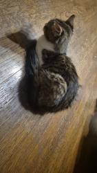 Lost Female Cat last seen Haywood Rd, Hendersonville, NC 28791