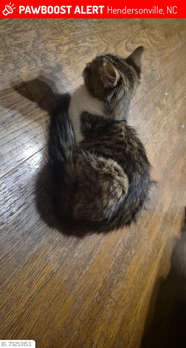 Lost Female Cat last seen Haywood Rd, Hendersonville, NC 28791