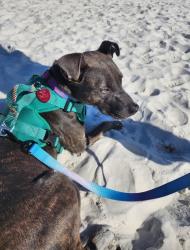 Reunited Female Dog last seen Hickory Street and Gay Ave Callaway FL, Panama City, FL 32404
