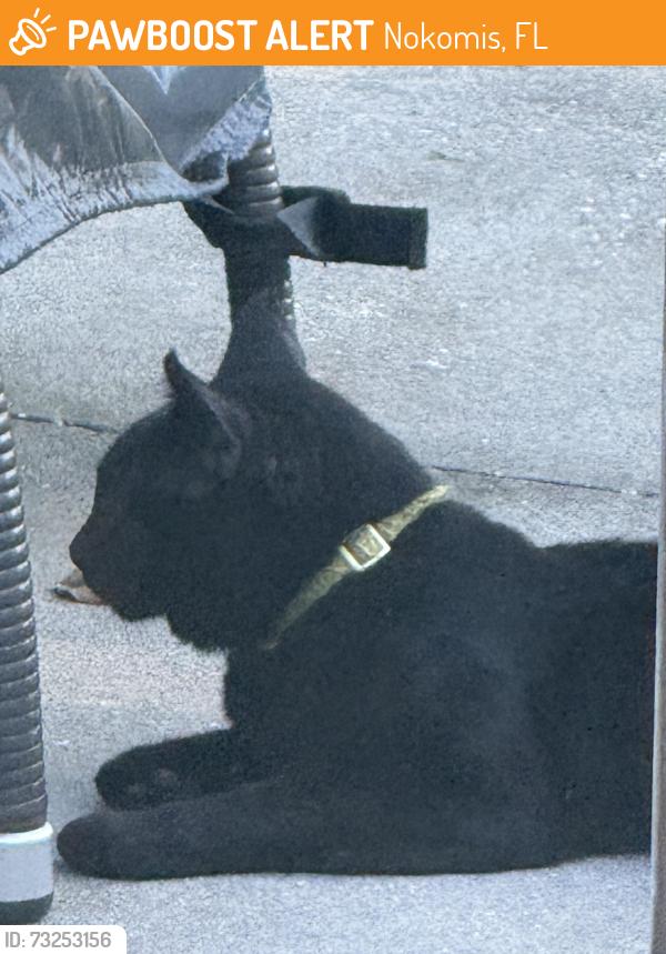 Found/Stray Unknown Cat last seen Aljohn st and Riverview, Nokomis, FL 34275