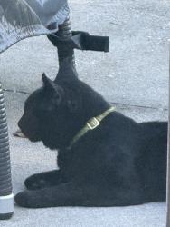 Found/Stray Unknown Cat last seen Aljohn st and Riverview, Nokomis, FL 34275