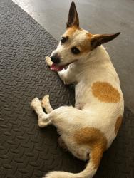 Reunited Male Dog last seen Haverhill & Gun Club (On Bosque Lane), West Palm Beach 33415, West Palm Beach, FL 33415